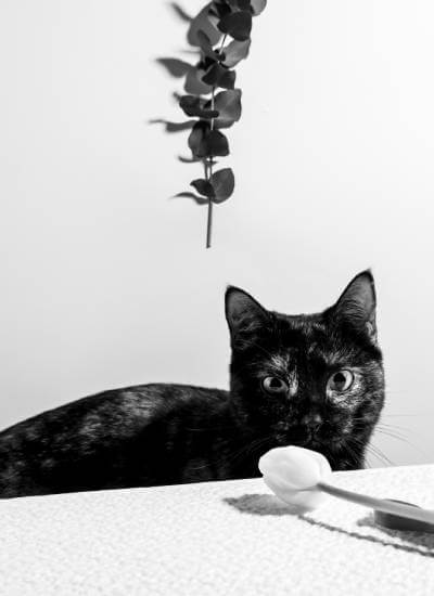Minimalist Cat Art
